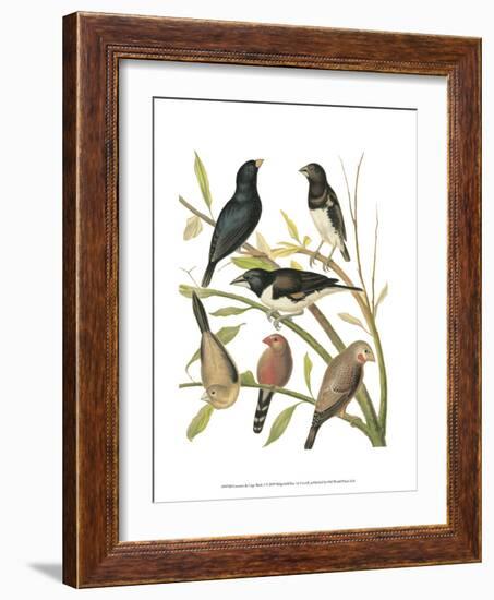 Canaries and Cage Birds I-Cassel-Framed Art Print