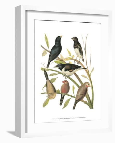 Canaries and Cage Birds I-Cassel-Framed Art Print