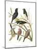 Canaries and Cage Birds I-Cassel-Mounted Art Print