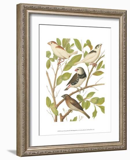 Canaries and Cage Birds II-Cassel-Framed Art Print