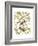 Canaries and Cage Birds II-Cassel-Framed Art Print