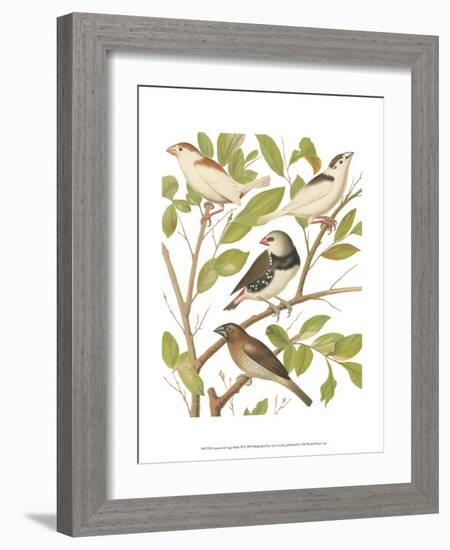 Canaries and Cage Birds II-Cassel-Framed Art Print