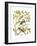 Canaries and Cage Birds II-Cassel-Framed Art Print