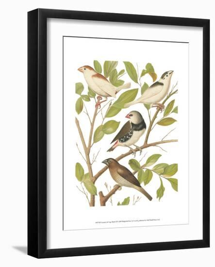 Canaries and Cage Birds II-Cassel-Framed Art Print