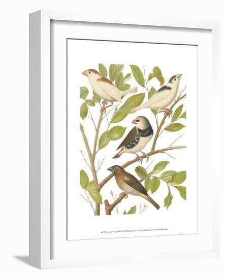 Canaries and Cage Birds II-Cassel-Framed Art Print