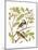 Canaries and Cage Birds II-Cassel-Mounted Art Print