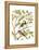 Canaries and Cage Birds II-Cassel-Framed Stretched Canvas