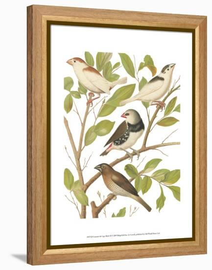 Canaries and Cage Birds II-Cassel-Framed Stretched Canvas