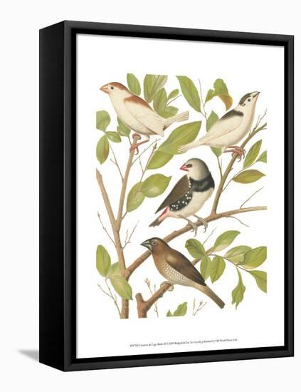 Canaries and Cage Birds II-Cassel-Framed Stretched Canvas