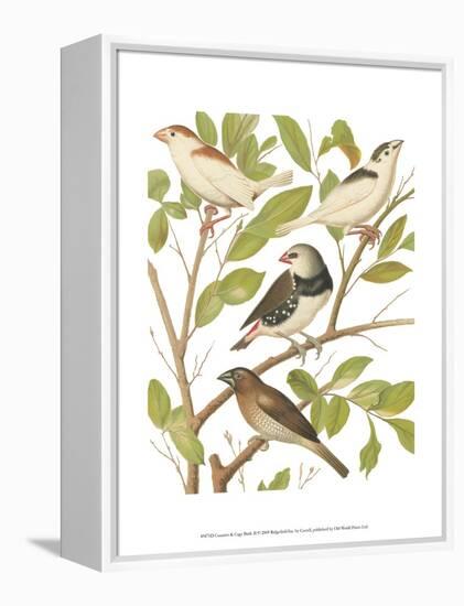 Canaries and Cage Birds II-Cassel-Framed Stretched Canvas