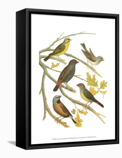 Canaries and Cage Birds III-Cassel-Framed Stretched Canvas