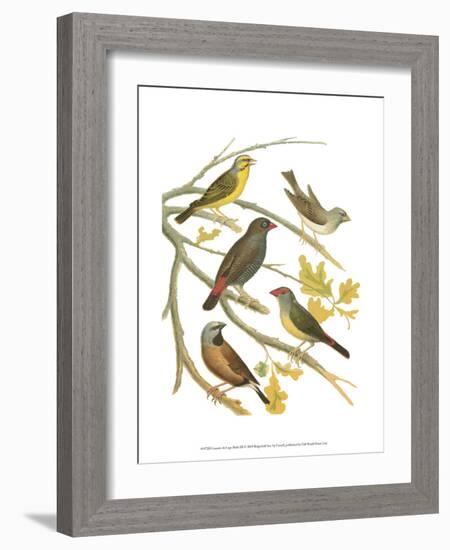 Canaries and Cage Birds III-Cassel-Framed Art Print