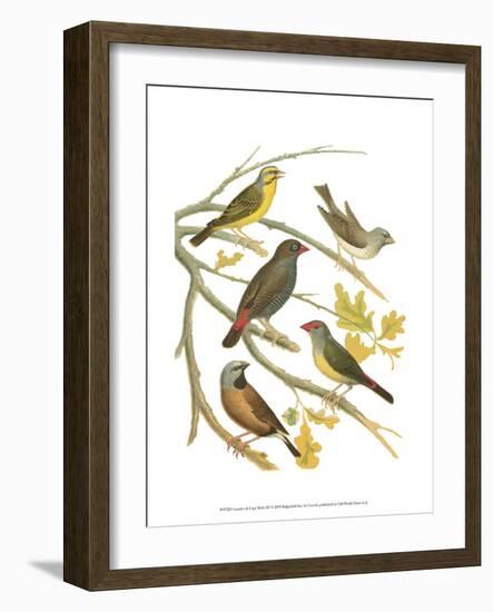 Canaries and Cage Birds III-Cassel-Framed Art Print