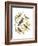 Canaries and Cage Birds III-Cassel-Framed Art Print