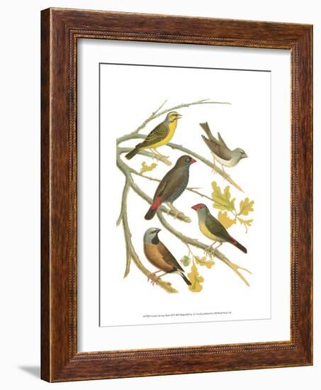 Canaries and Cage Birds III-Cassel-Framed Art Print