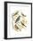 Canaries and Cage Birds III-Cassel-Framed Art Print