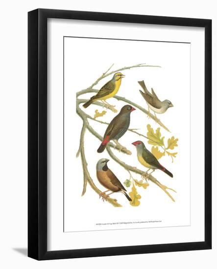 Canaries and Cage Birds III-Cassel-Framed Art Print