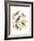 Canaries and Cage Birds III-Cassel-Framed Art Print