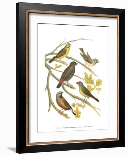 Canaries and Cage Birds III-Cassel-Framed Art Print