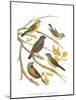 Canaries and Cage Birds III-Cassel-Mounted Art Print