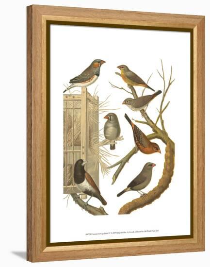 Canaries and Cage Birds IV-Cassel-Framed Stretched Canvas