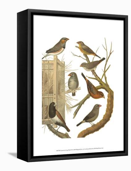 Canaries and Cage Birds IV-Cassel-Framed Stretched Canvas