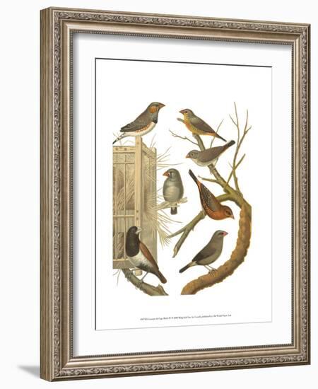 Canaries and Cage Birds IV-Cassel-Framed Art Print