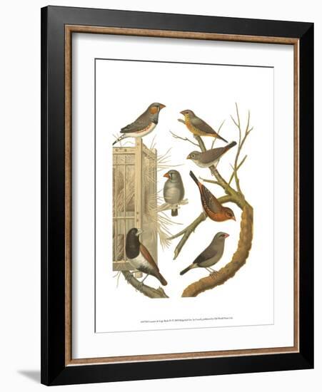 Canaries and Cage Birds IV-Cassel-Framed Art Print