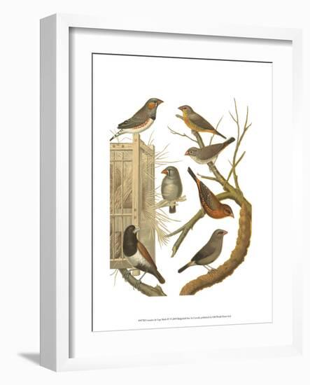 Canaries and Cage Birds IV-Cassel-Framed Art Print