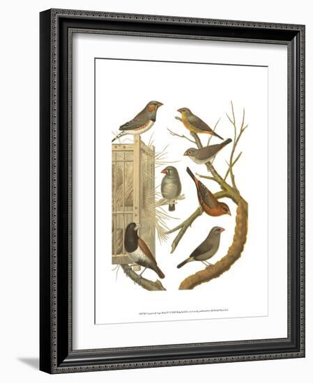 Canaries and Cage Birds IV-Cassel-Framed Art Print