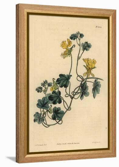 Canary Creeper, Indian Cress or Ciliated Tropaeolum, Tropaeolum Peregrinum-Sydenham Teast Edwards-Framed Premier Image Canvas