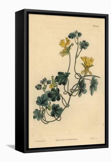 Canary Creeper, Indian Cress or Ciliated Tropaeolum, Tropaeolum Peregrinum-Sydenham Teast Edwards-Framed Premier Image Canvas