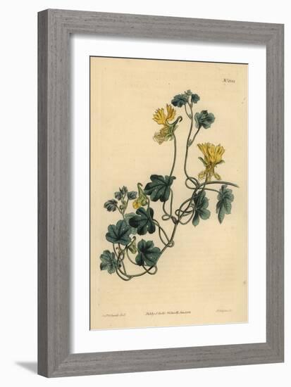 Canary Creeper, Indian Cress or Ciliated Tropaeolum, Tropaeolum Peregrinum-Sydenham Teast Edwards-Framed Giclee Print