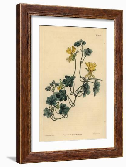 Canary Creeper, Indian Cress or Ciliated Tropaeolum, Tropaeolum Peregrinum-Sydenham Teast Edwards-Framed Giclee Print