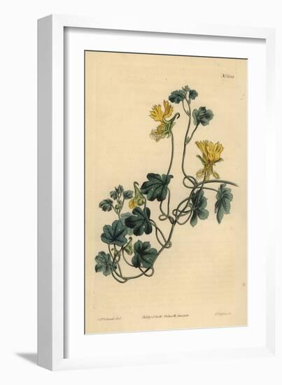 Canary Creeper, Indian Cress or Ciliated Tropaeolum, Tropaeolum Peregrinum-Sydenham Teast Edwards-Framed Giclee Print