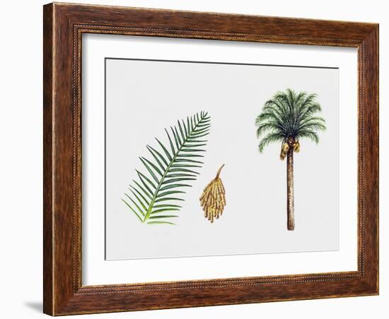 Canary Island Date Palm (Phoenix Canariensis), Arecaceae, Tree, Leaf and Flowers-null-Framed Giclee Print