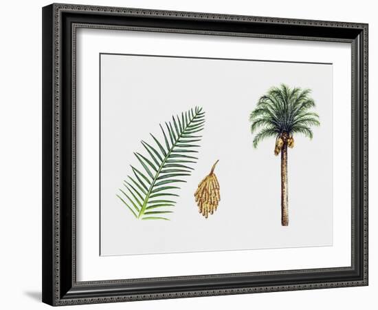 Canary Island Date Palm (Phoenix Canariensis), Arecaceae, Tree, Leaf and Flowers-null-Framed Giclee Print