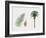 Canary Island Date Palm (Phoenix Canariensis), Arecaceae, Tree, Leaf and Flowers-null-Framed Giclee Print