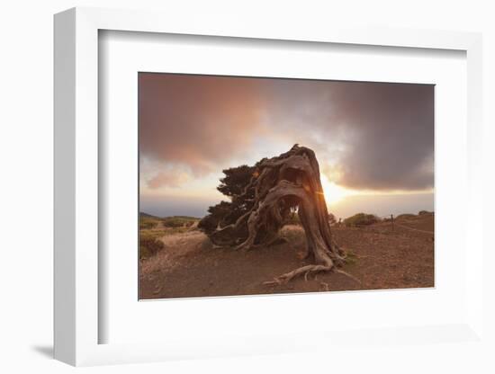 Canary Islands Juniper (Juniperus Cedrus) at Sunset, Spain-Markus Lange-Framed Photographic Print