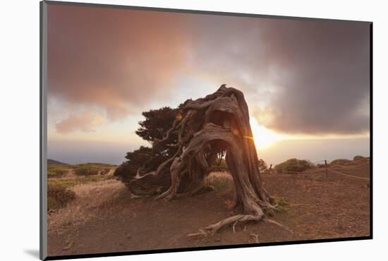 Canary Islands Juniper (Juniperus Cedrus) at Sunset, Spain-Markus Lange-Mounted Photographic Print