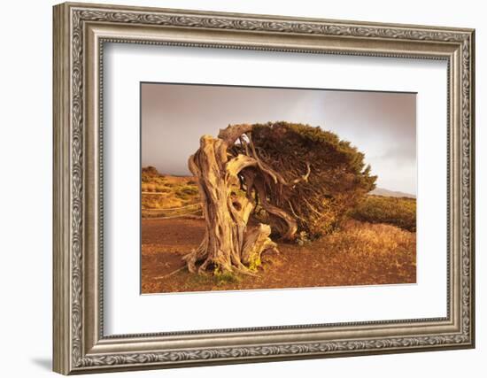 Canary Islands Juniper (Juniperus Cedrus), Spain-Markus Lange-Framed Photographic Print