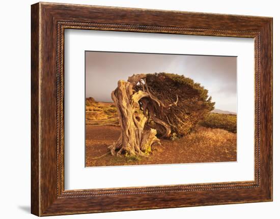 Canary Islands Juniper (Juniperus Cedrus), Spain-Markus Lange-Framed Photographic Print