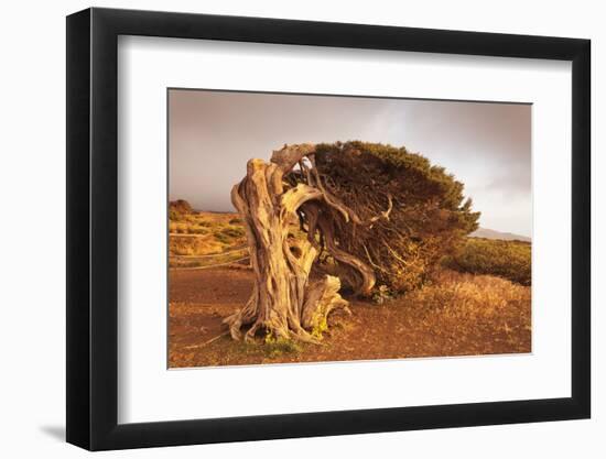 Canary Islands Juniper (Juniperus Cedrus), Spain-Markus Lange-Framed Photographic Print