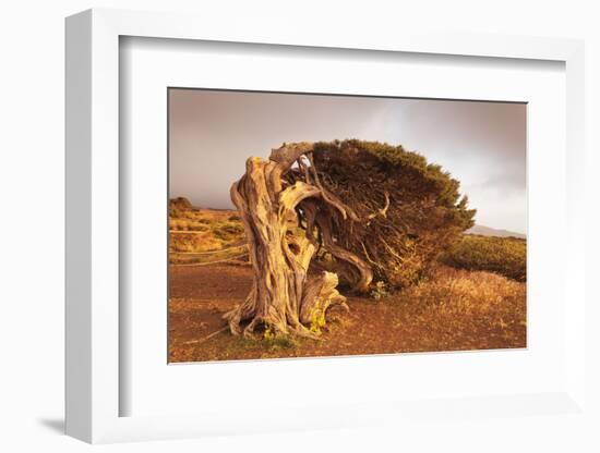 Canary Islands Juniper (Juniperus Cedrus), Spain-Markus Lange-Framed Photographic Print