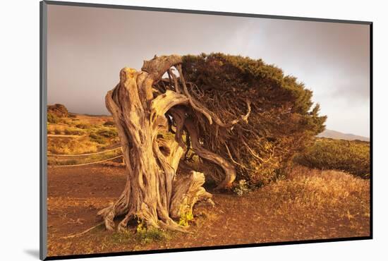 Canary Islands Juniper (Juniperus Cedrus), Spain-Markus Lange-Mounted Photographic Print