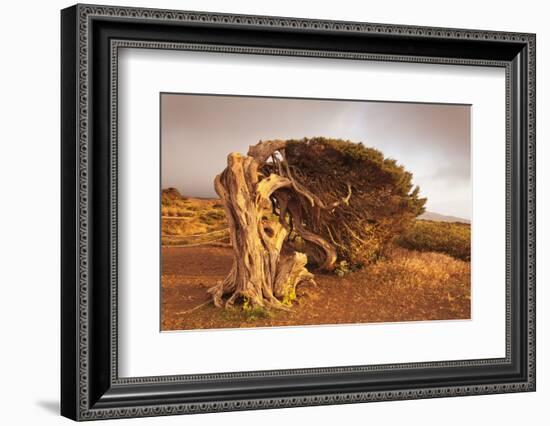 Canary Islands Juniper (Juniperus Cedrus), Spain-Markus Lange-Framed Photographic Print