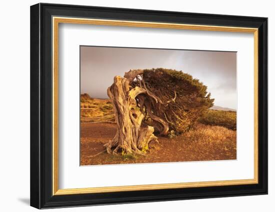 Canary Islands Juniper (Juniperus Cedrus), Spain-Markus Lange-Framed Photographic Print