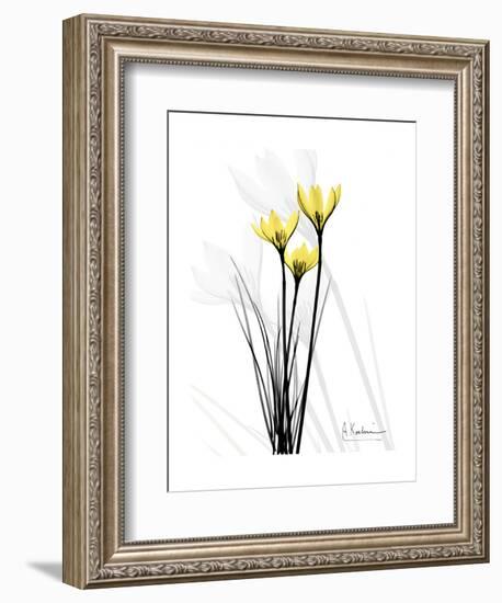 Canary Lily Portrait-Albert Koetsier-Framed Art Print