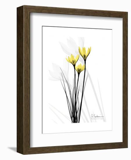 Canary Lily Portrait-Albert Koetsier-Framed Art Print