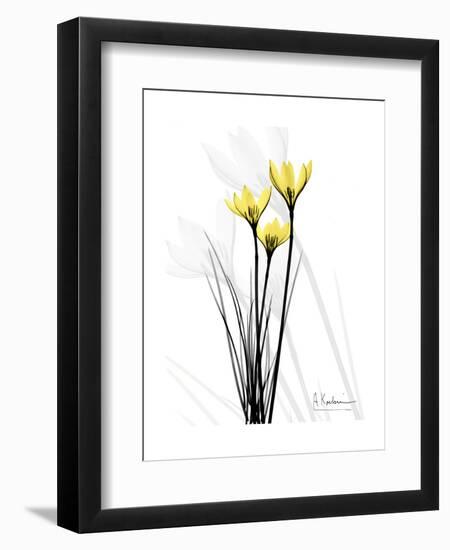 Canary Lily Portrait-Albert Koetsier-Framed Art Print